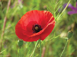 Poppy